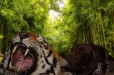 suni