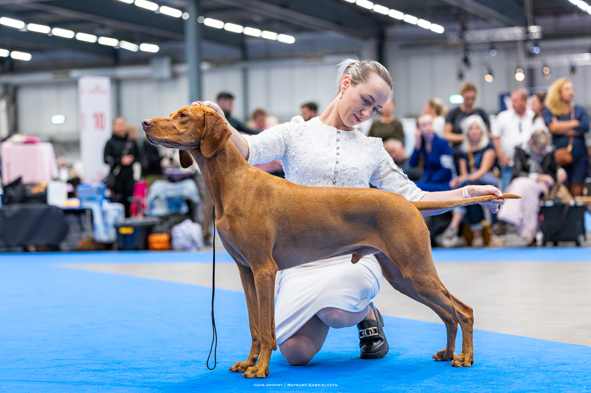 Vizsla